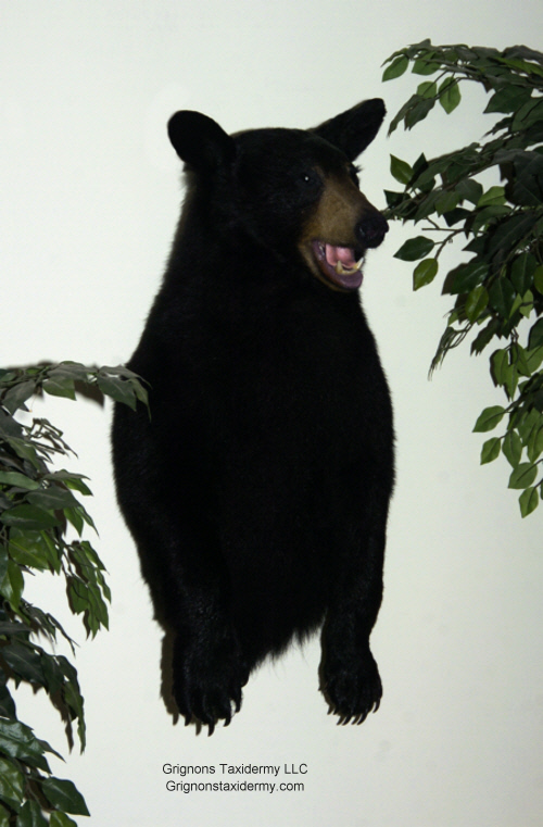 black bear